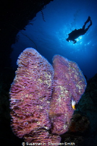 Purple Vase Sponges & Diver by Susannah H. Snowden-Smith 